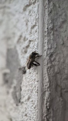abeille – Oberursel (Taunus)