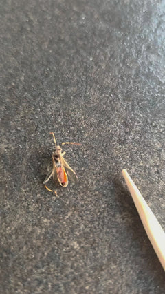 Rhyparochromus Pini