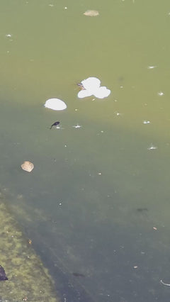 Marcheur d'eau commun – Gersfeld (Rhön), Hesse