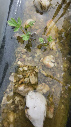 Marcheur d'eau commun – Eisenach, Thuringe