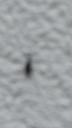 Mouche de mars