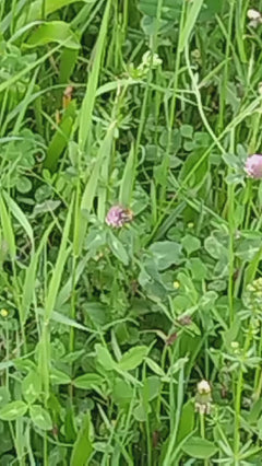 abeille – Münchenstein, Bâle-Campagne