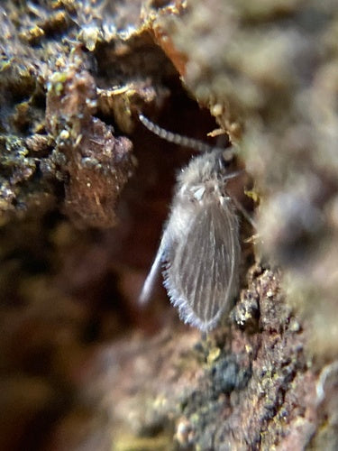 mouche de l'avortement — Bild 1