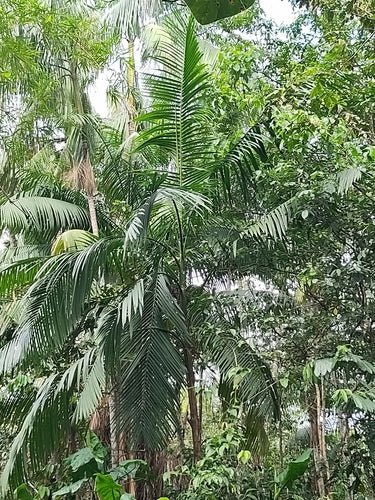 Acai Berry — Bild 1