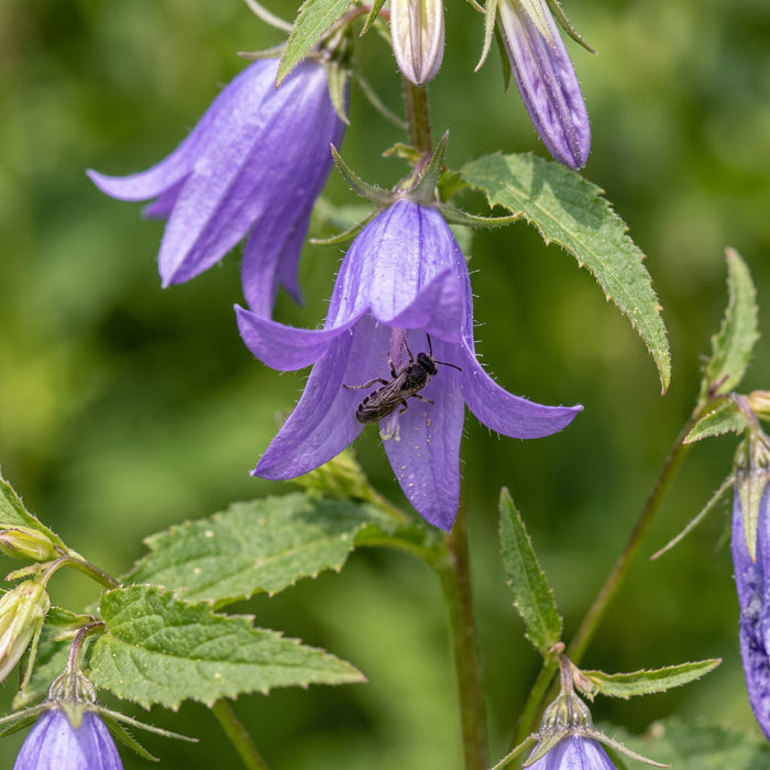 Blüte von Acker-Glockenblume (Campanula rapunculoides) in Nahaufnahme (KI-generiert)