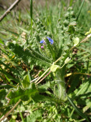Champ Crookneck — Bild 4