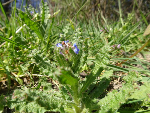 Champ Crookneck — Bild 2