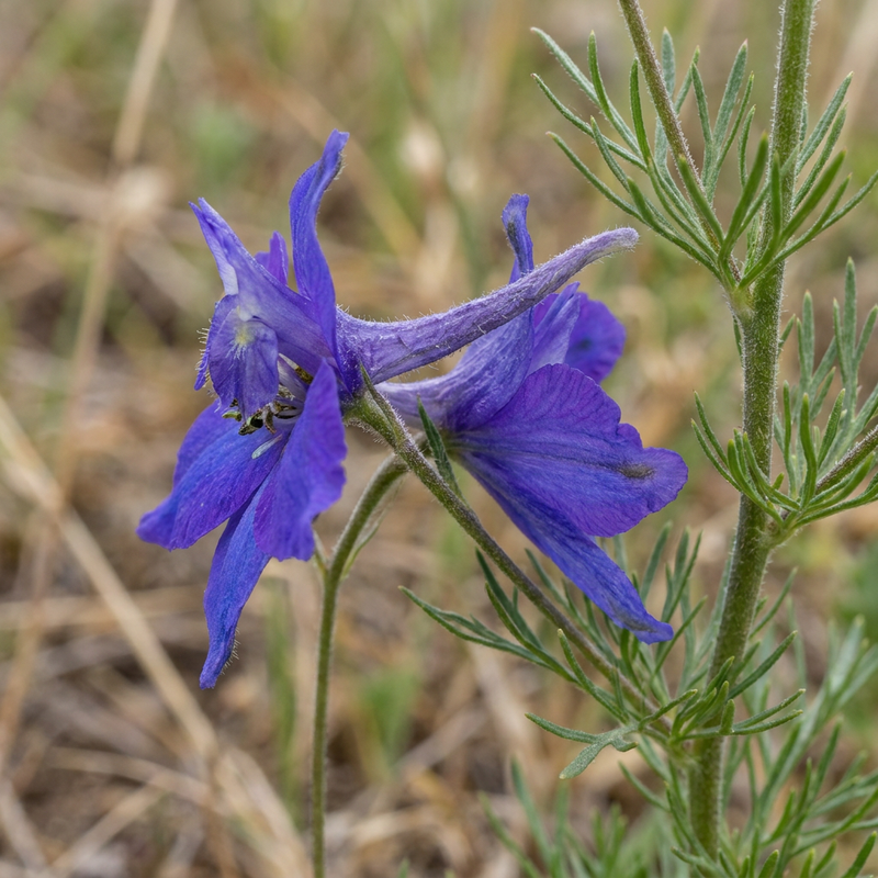 Delphinium des champs