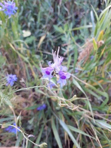 Delphinium des champs — photo 4 sur 10
