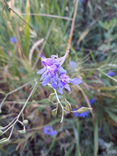 Delphinium des champs — photo 3 sur 10