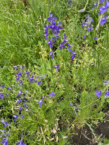 Delphinium des champs — photo 5 sur 10