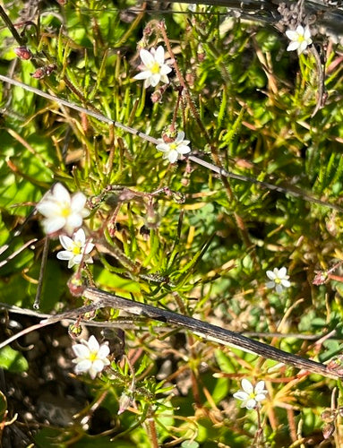Étincelle de champ — photo 5 sur 9