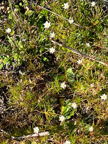 Étincelle de champ — photo 4 sur 9