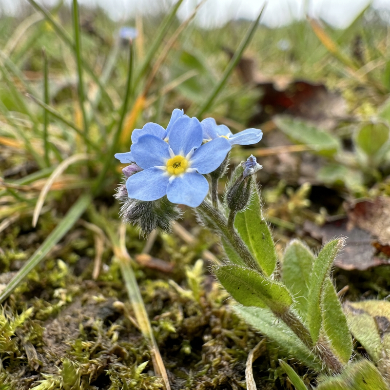 Champ de myosotis