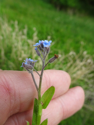 Champ de myosotis — Bild 5