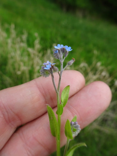 Champ de myosotis — Bild 4