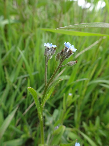 Champ de myosotis — Bild 2