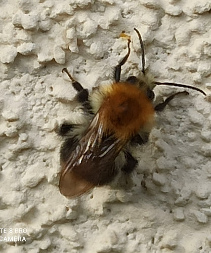 Bourdon des champs — Bild 4
