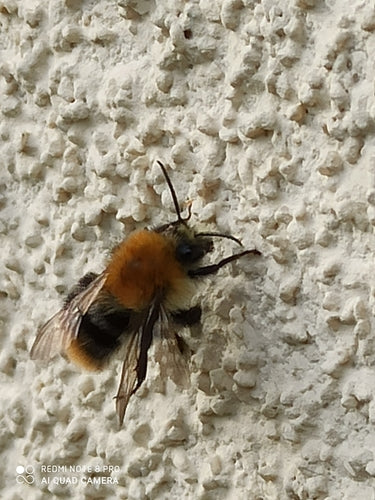 Bourdon des champs — Bild 3