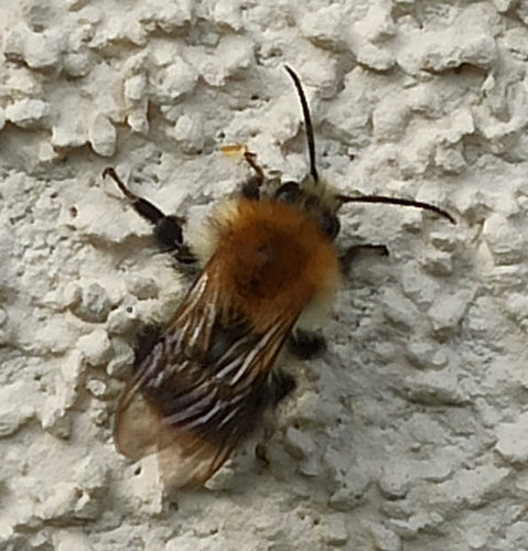 Bourdon des champs — Bild 2
