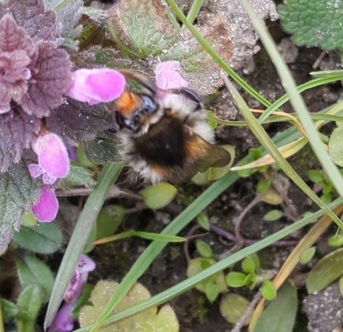 Bourdon des champs — Bild 5