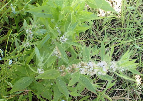 Menthe des champs — photo 5 sur 11