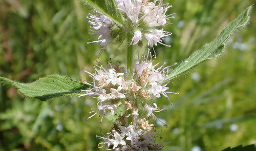Menthe des champs — photo 4 sur 11