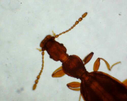 Adistémie Watsoni — Bild 5