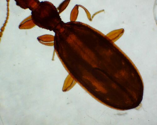 Adistémie Watsoni — Bild 4