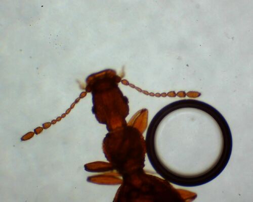 Adistémie Watsoni — Bild 3