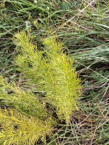 Fleurons d'Adonis — photo 3 sur 46