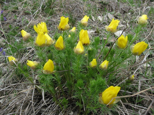 Fleurons d'Adonis — Bild 5