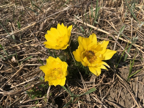 Fleurons d'Adonis — photo 2 sur 46