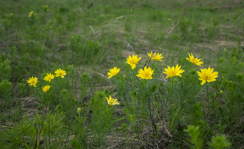 Fleurons d'Adonis — Bild 4