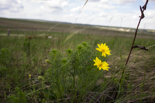 Fleurons d'Adonis — Bild 3