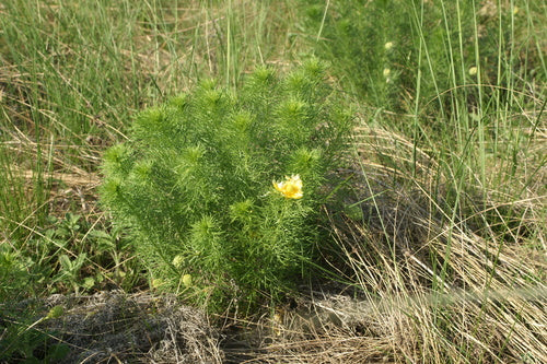 Fleurons d'Adonis — Bild 2