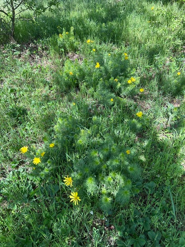 Fleurons d'Adonis — photo 4 sur 46