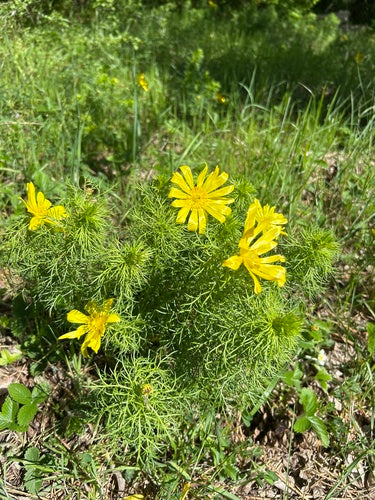 Fleurons d'Adonis — photo 5 sur 46