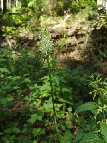 Griffe du diable à pointes — photo 4 sur 9