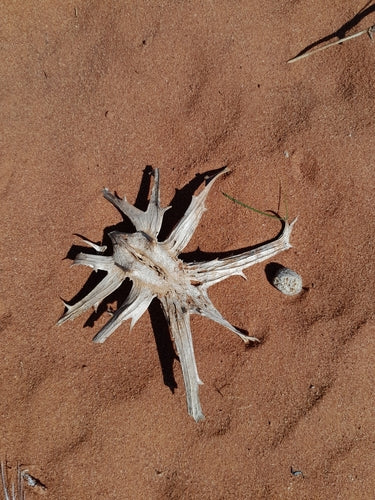 Griffe du diable africain — Bild 4