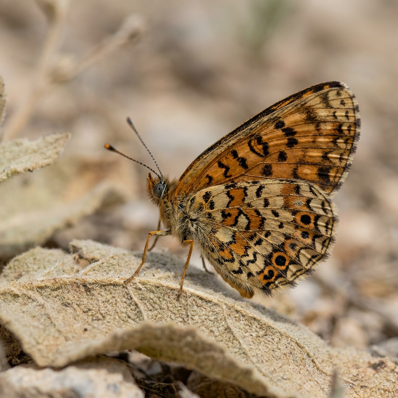 Fritillaire de molène africaine