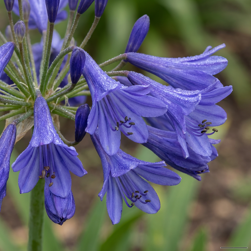 Agapanthe