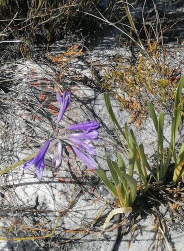 Agapanthe — Bild 3