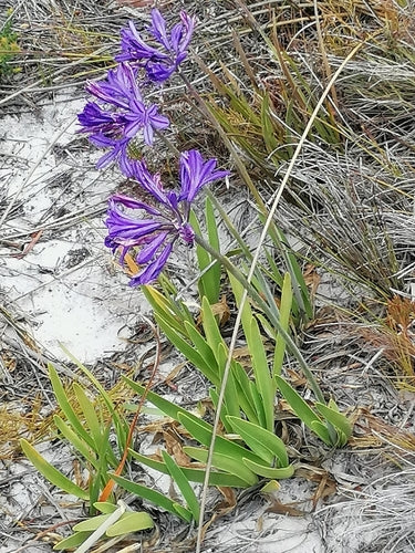 Agapanthe — Bild 5