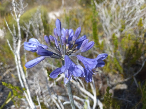 Agapanthe — Bild 1