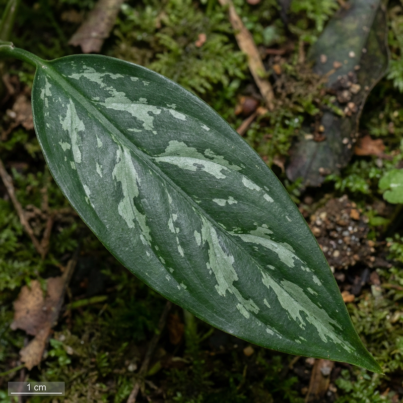Aglaonema