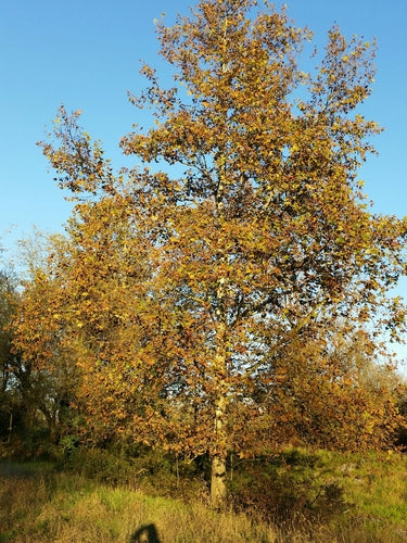 Platane à feuilles d'érable — Bild 3