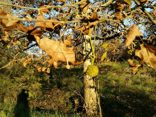 Platane à feuilles d'érable — Bild 2
