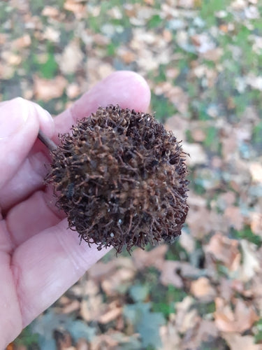 Platane à feuilles d'érable — Bild 5
