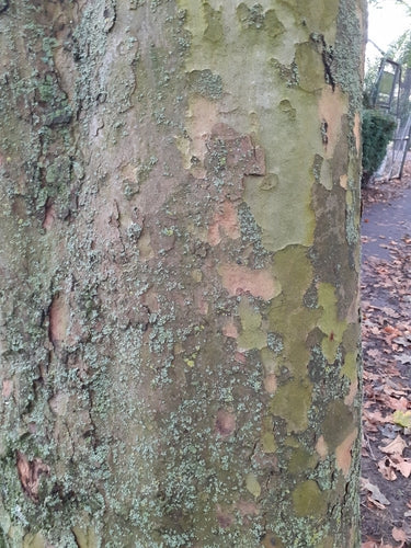 Platane à feuilles d'érable — Bild 4